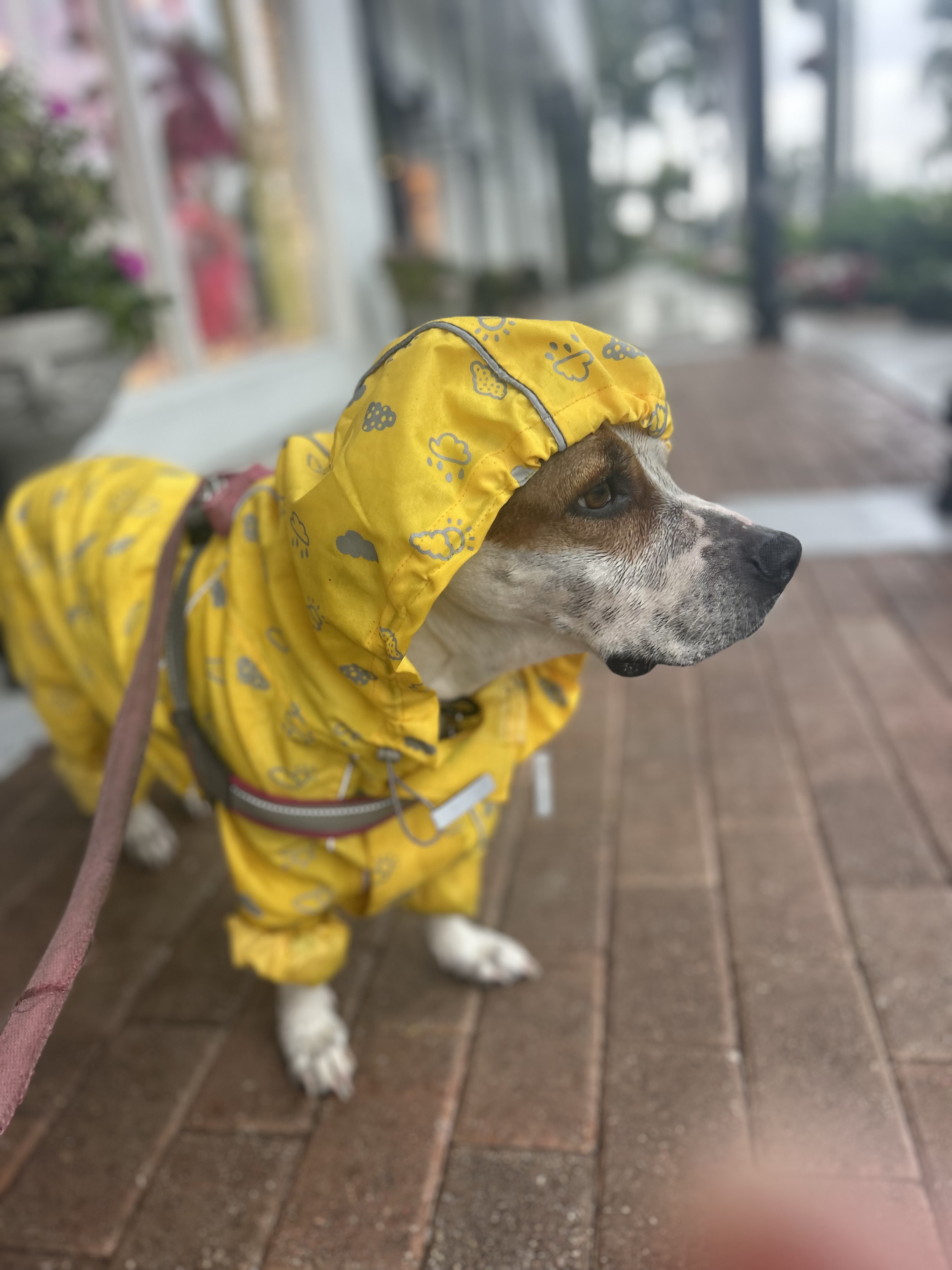 My dog Mo in a raincoat